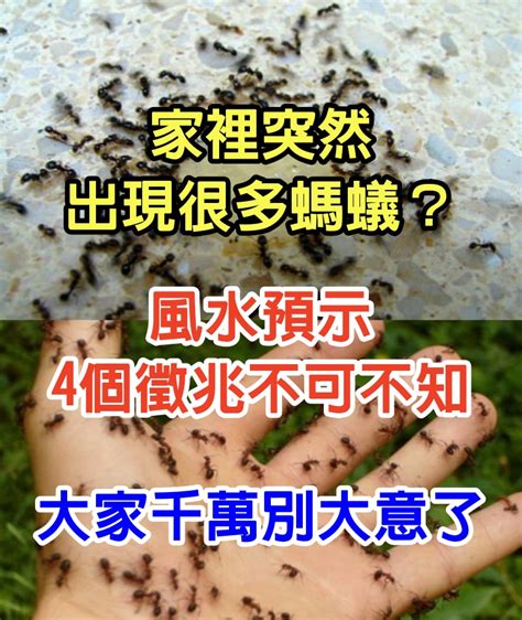 家裡有螞蟻 風水|【螞蟻 風水】一窩螞蟻進我家？螞蟻風水預示著你的財運升級！